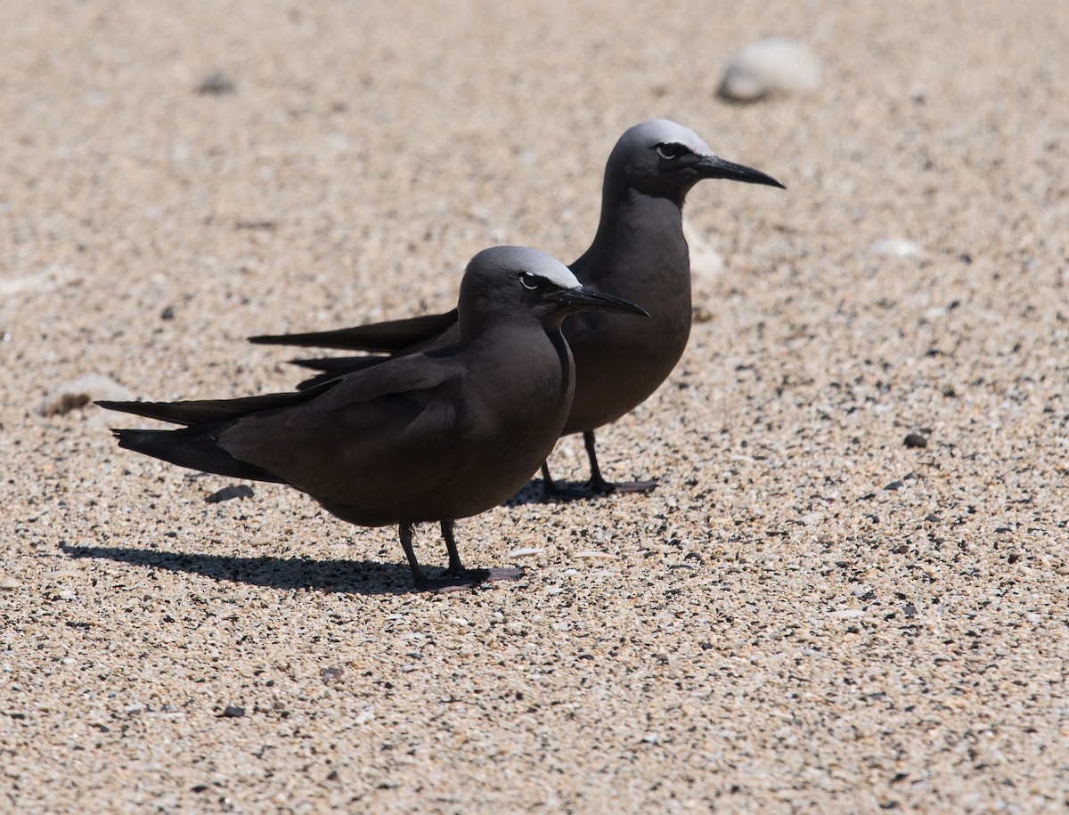 クロアジサシ - ML183757391