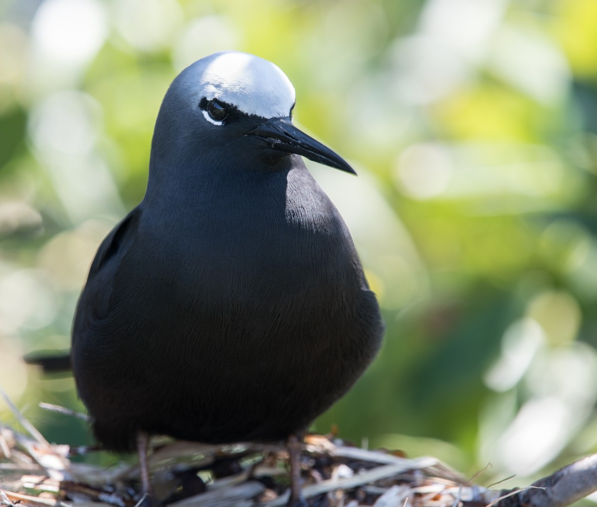 クロアジサシ - ML183757401