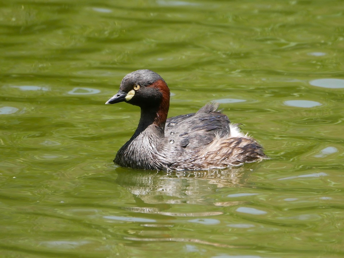 Australasian Grebe - ML183757561