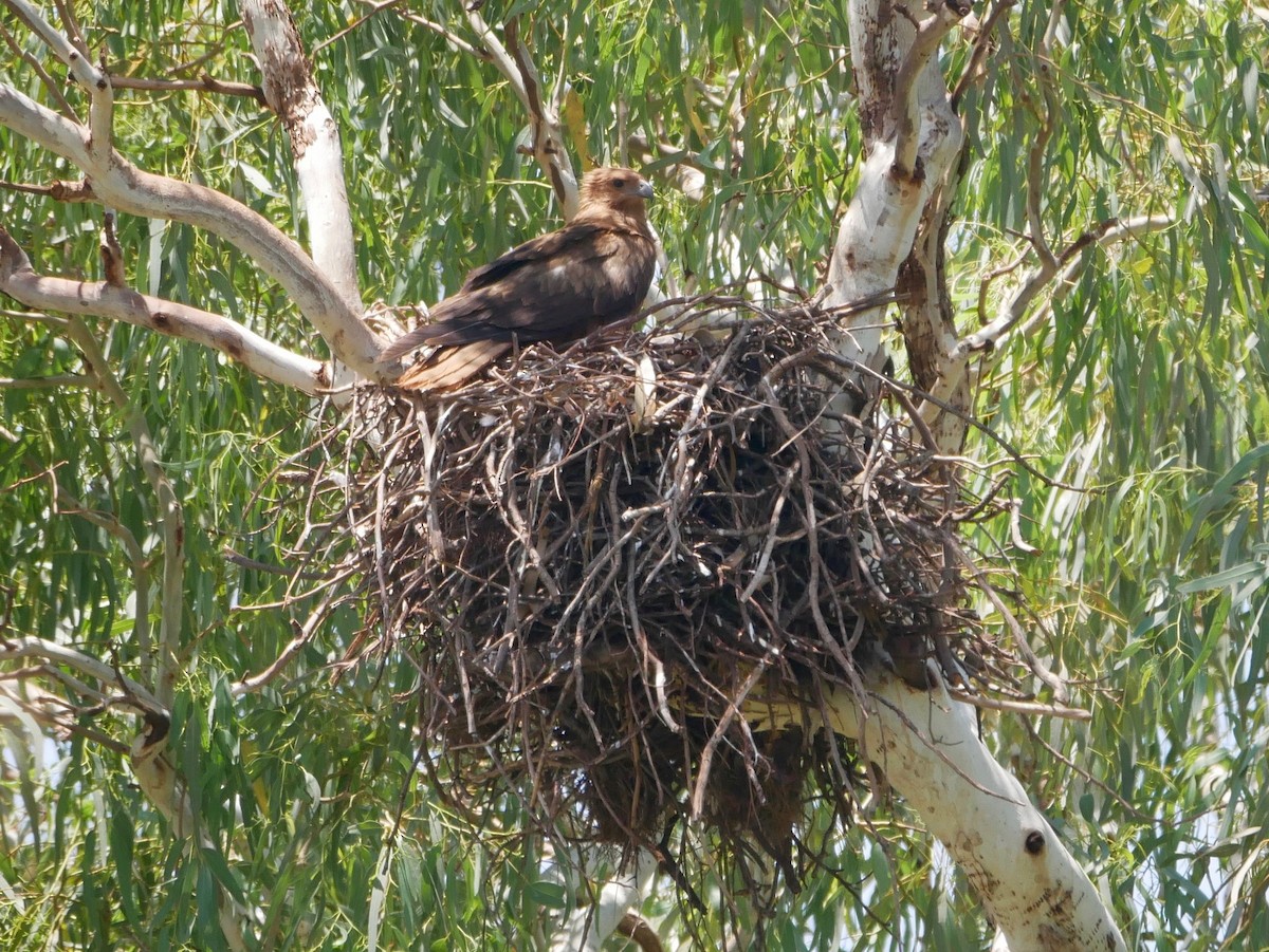 Whistling Kite - ML183757581