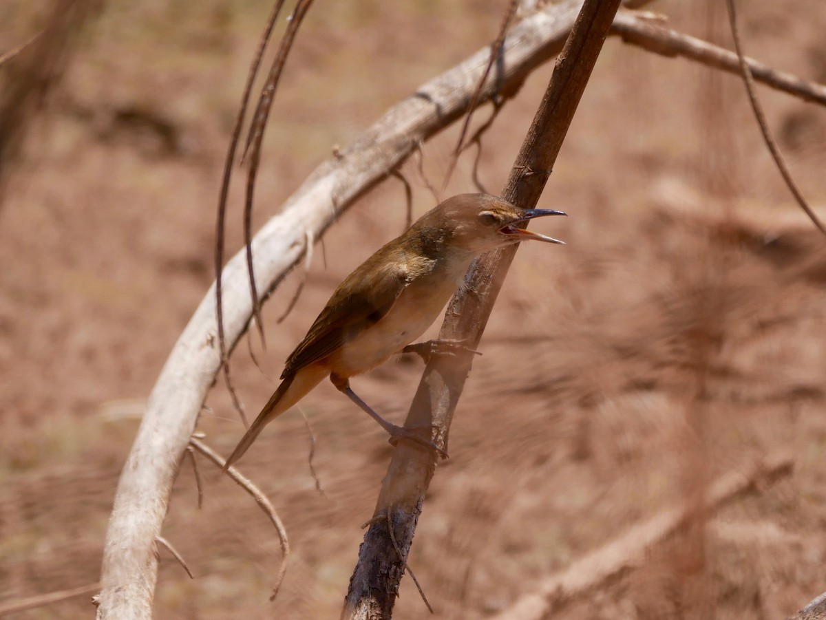 Australian Reed Warbler - ML183757601