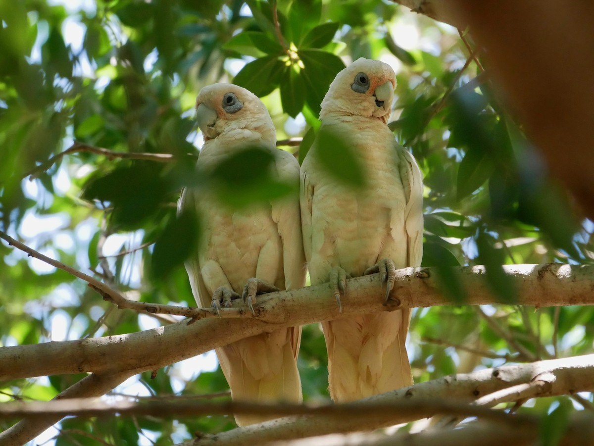 Little Corella - ML183757611