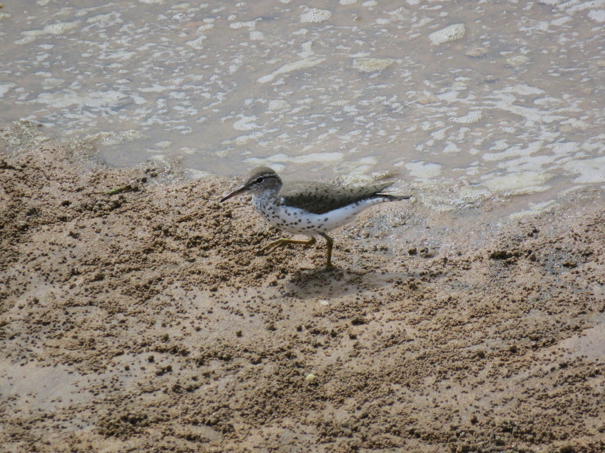 Spotted Sandpiper - Ines Vasconcelos