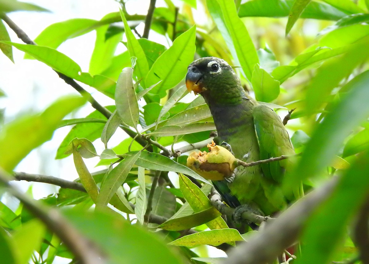 Папуга-червоногуз зеленощокий - ML183759841