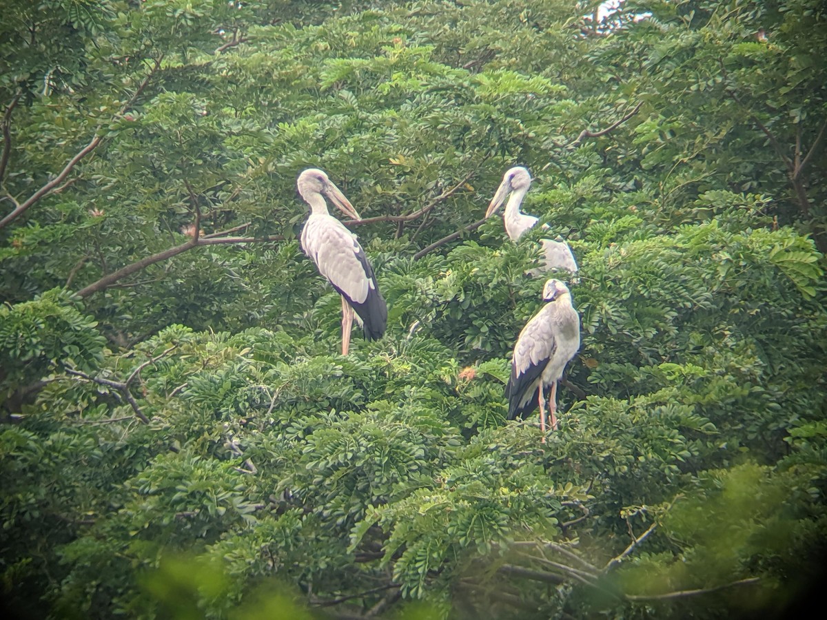 Asian Openbill - Steve Thorpe