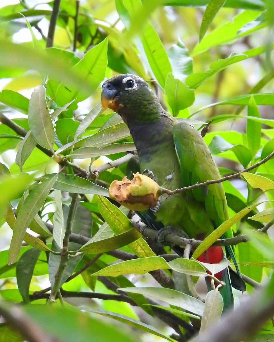 Папуга-червоногуз зеленощокий - ML183760971