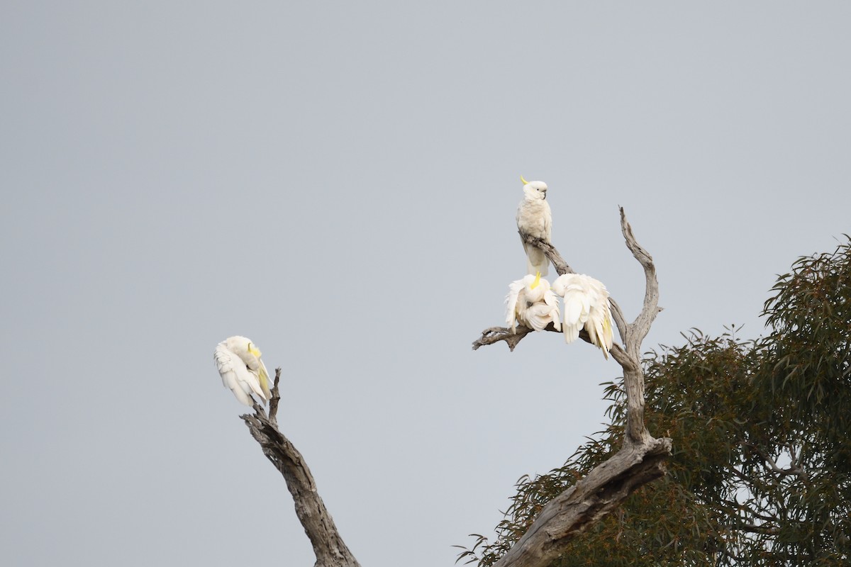 Sulphur-crested Cockatoo - Ken Crawley