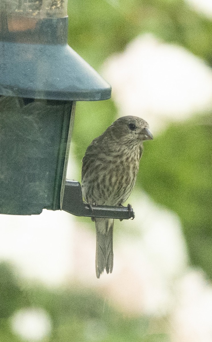 House Finch - ML183764341