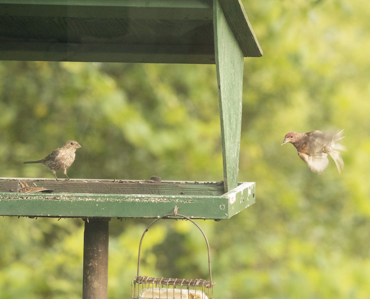 House Finch - ML183764401