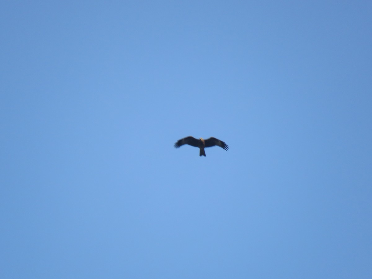 Black Kite - ML183768101