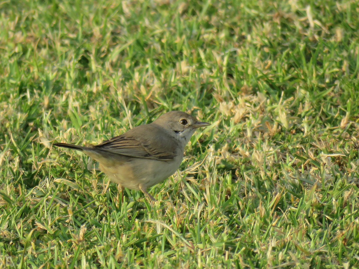 Greater Whitethroat - ML183768861