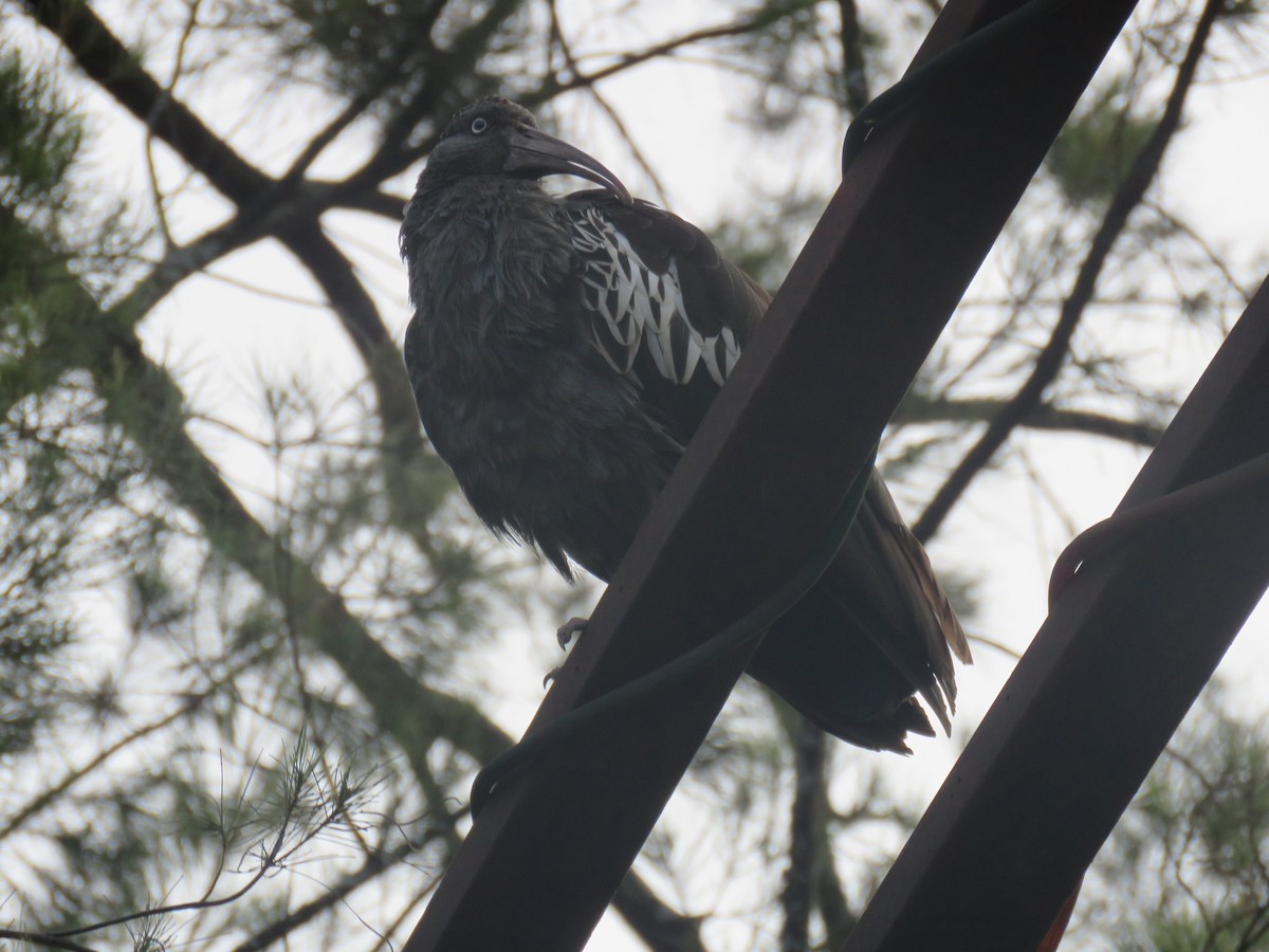 ibis etiopský - ML183768921