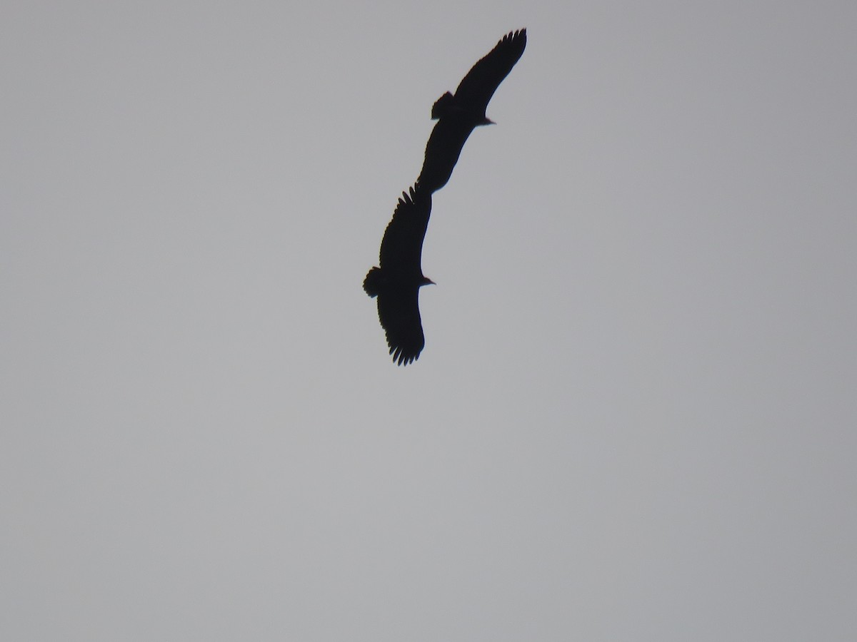 Hooded Vulture - ML183769091