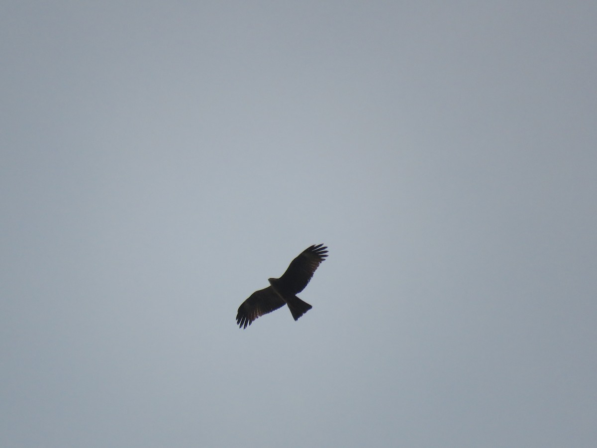 Common Buzzard - Thomas Brooks