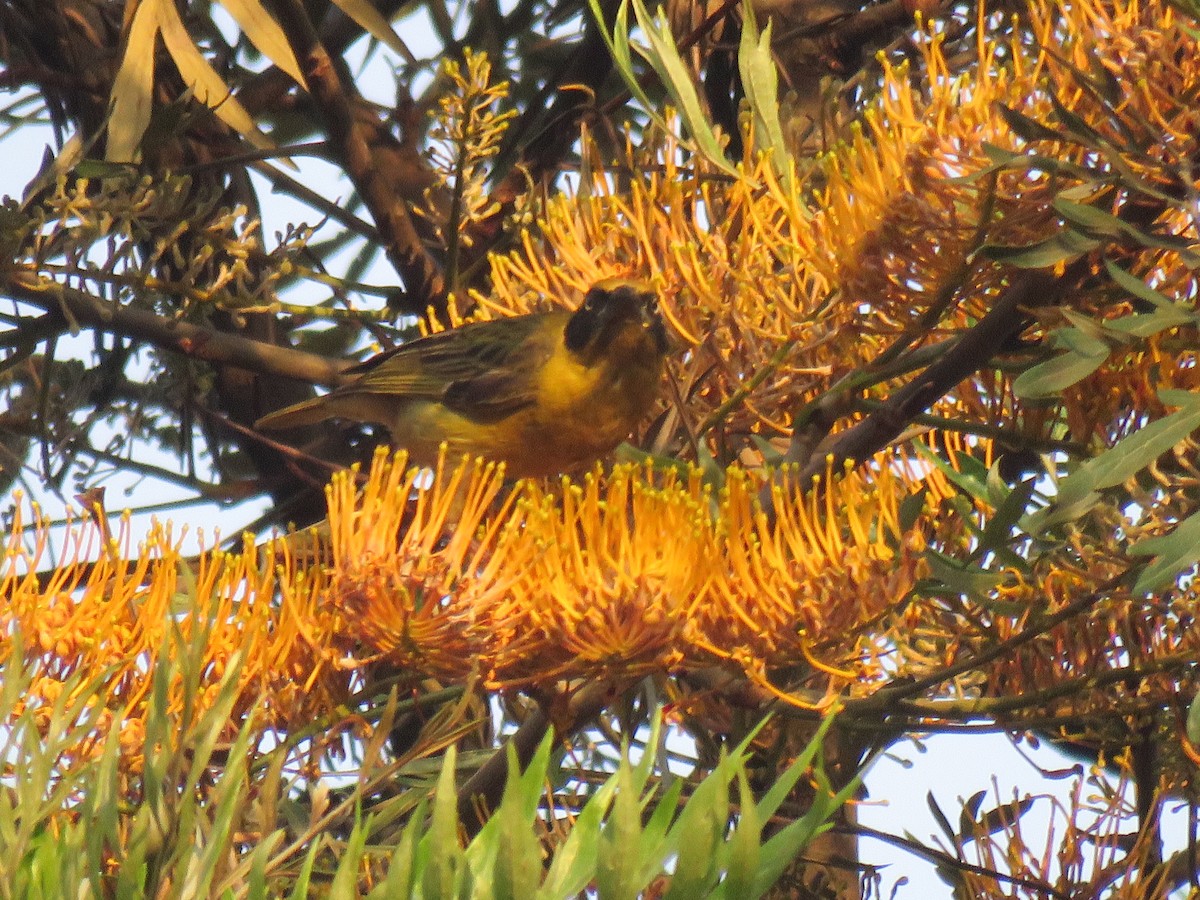 Baglafecht Weaver - ML183769211