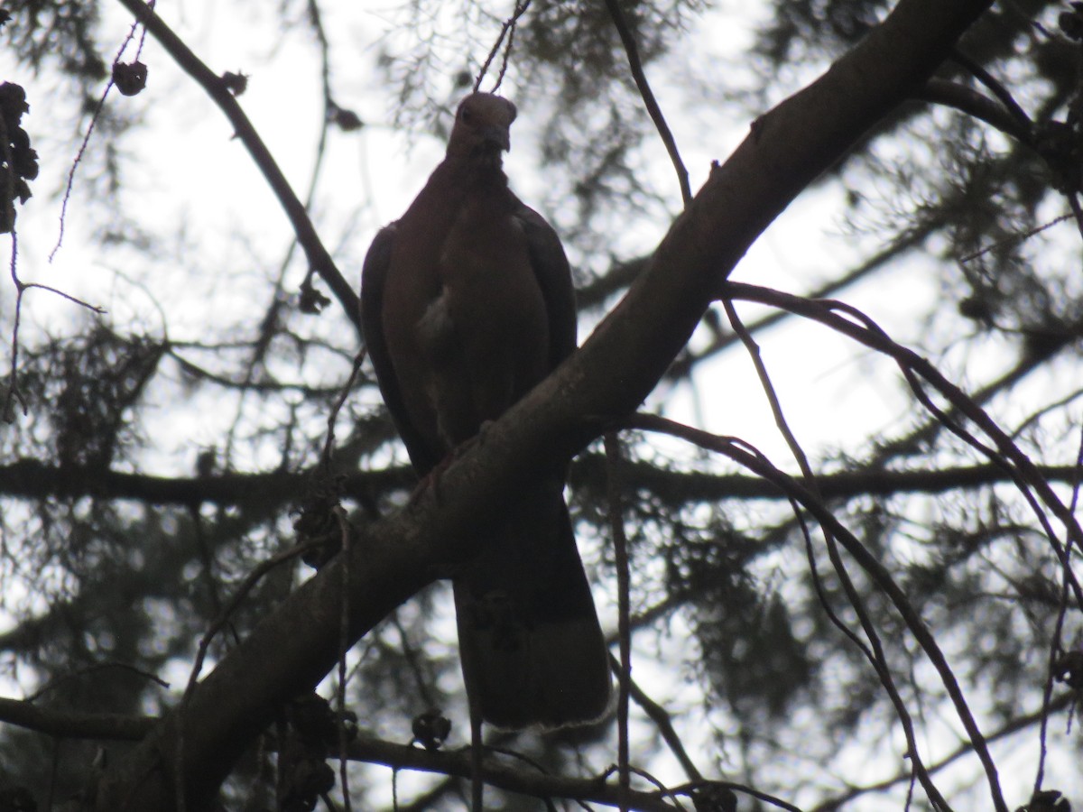 Red-eyed Dove - ML183769261