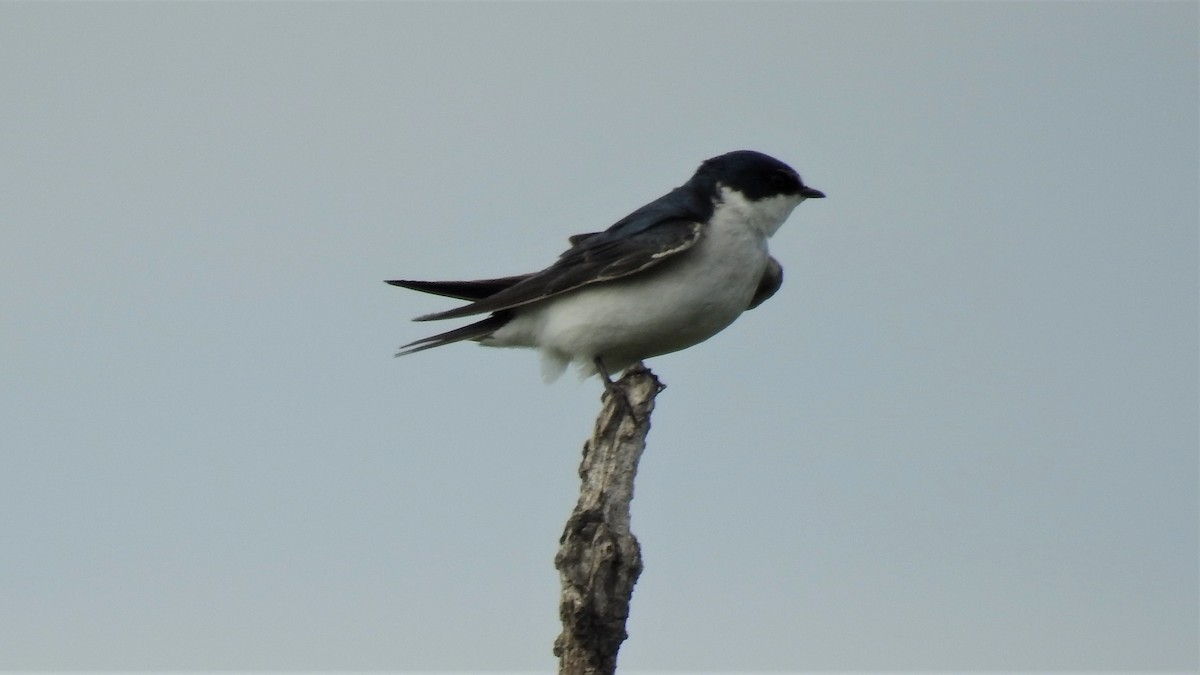 White-rumped/Chilean Swallow - ML183770301