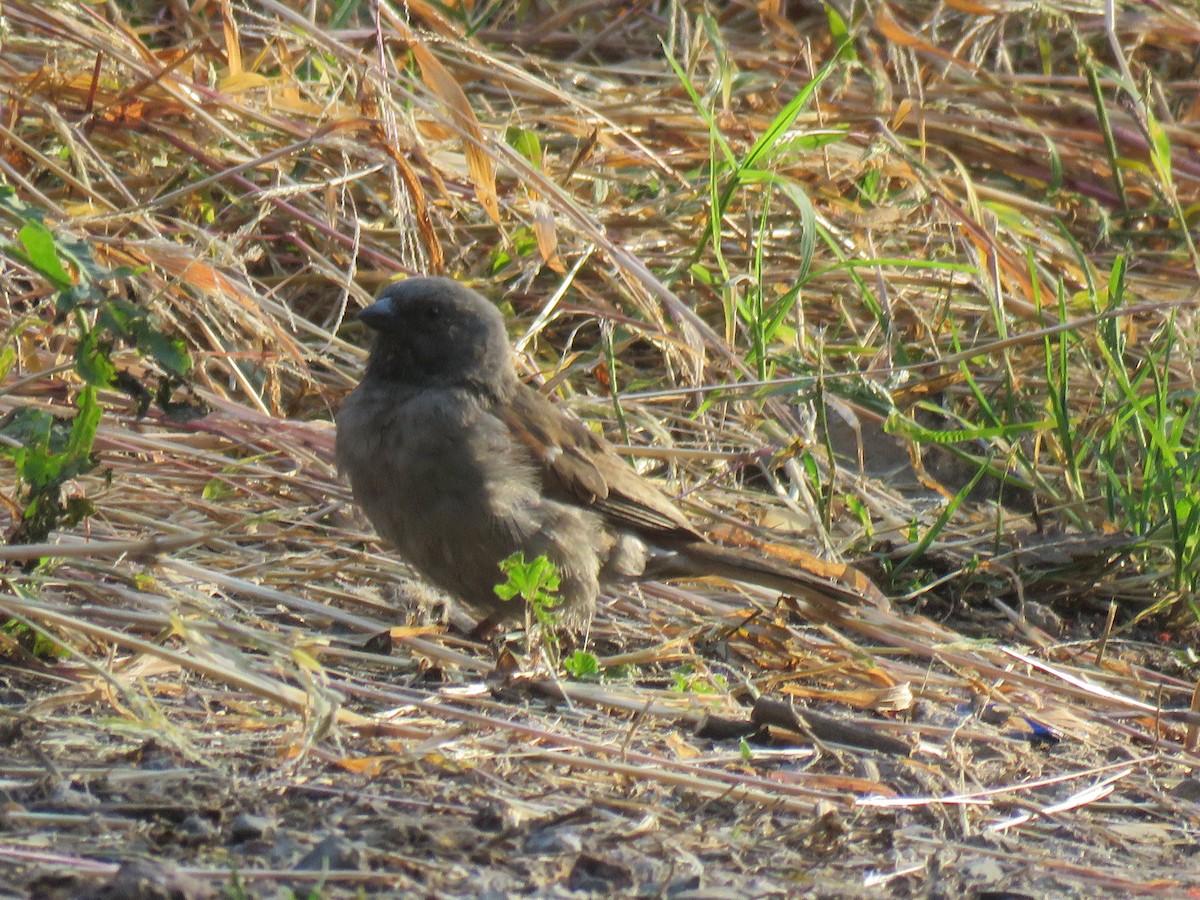 Swainson's Sparrow - ML183771681