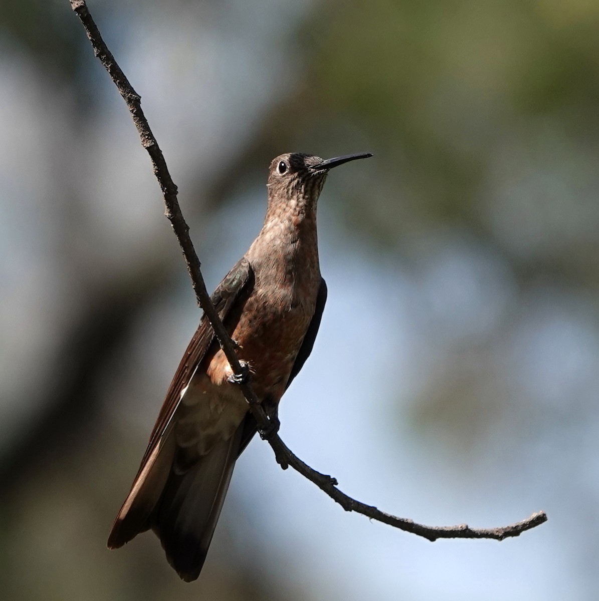 Giant Hummingbird - Peter Blancher