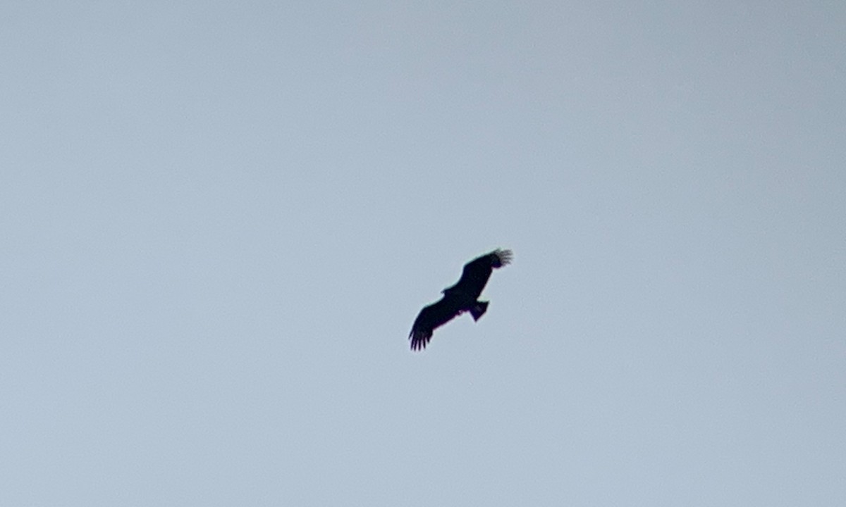 Black Vulture - ML183774081