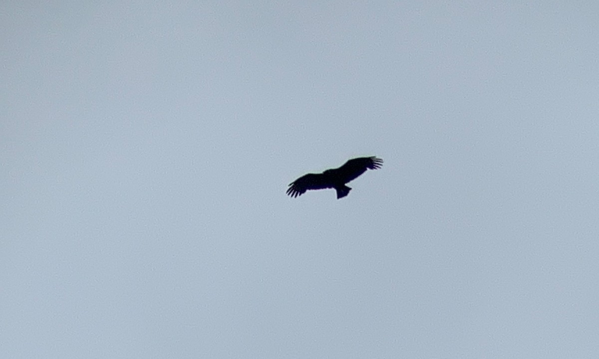 Black Vulture - ML183774091