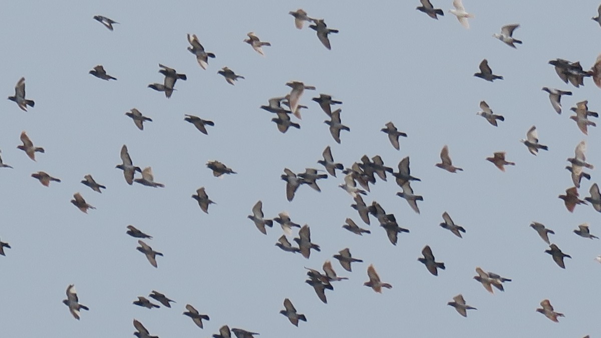 Rock Pigeon (Feral Pigeon) - ML183774531