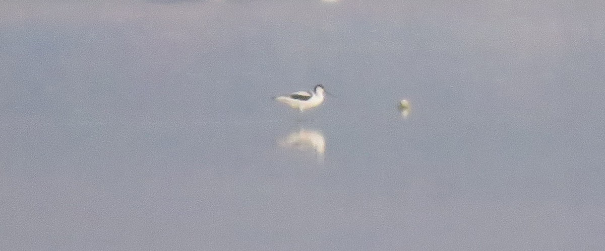 Pied Avocet - ML183776581