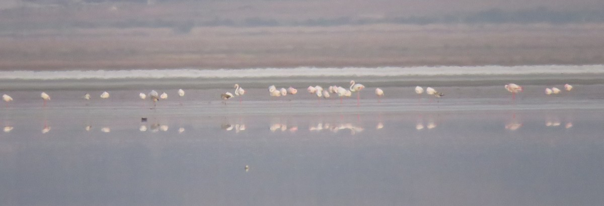 Greater Flamingo - ML183776681