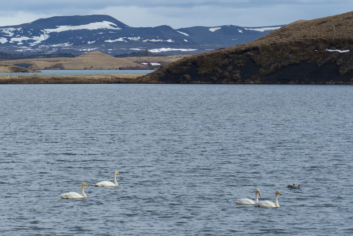 Whooper Swan - ML183776711