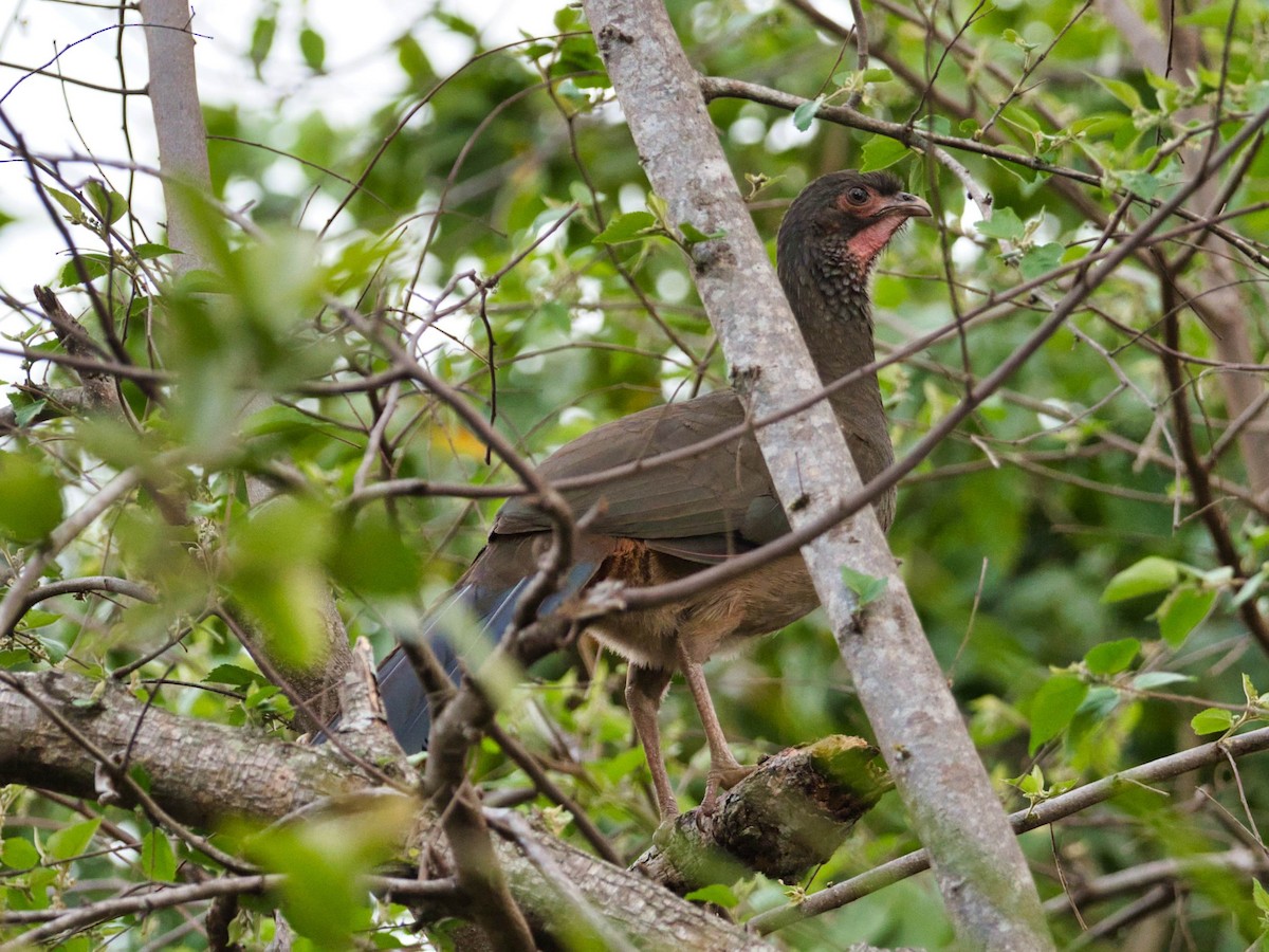 Chaco Chachalaca - ML183777821