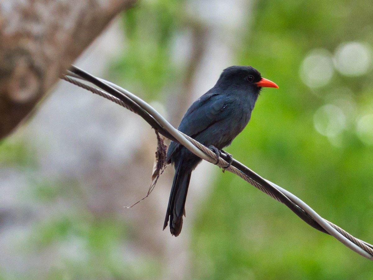 Black-fronted Nunbird - ML183778061