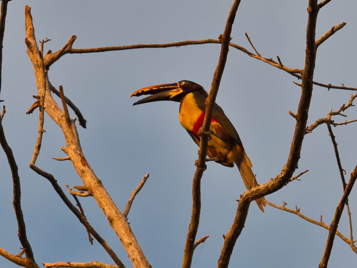 Chestnut-eared Aracari - ML183778091