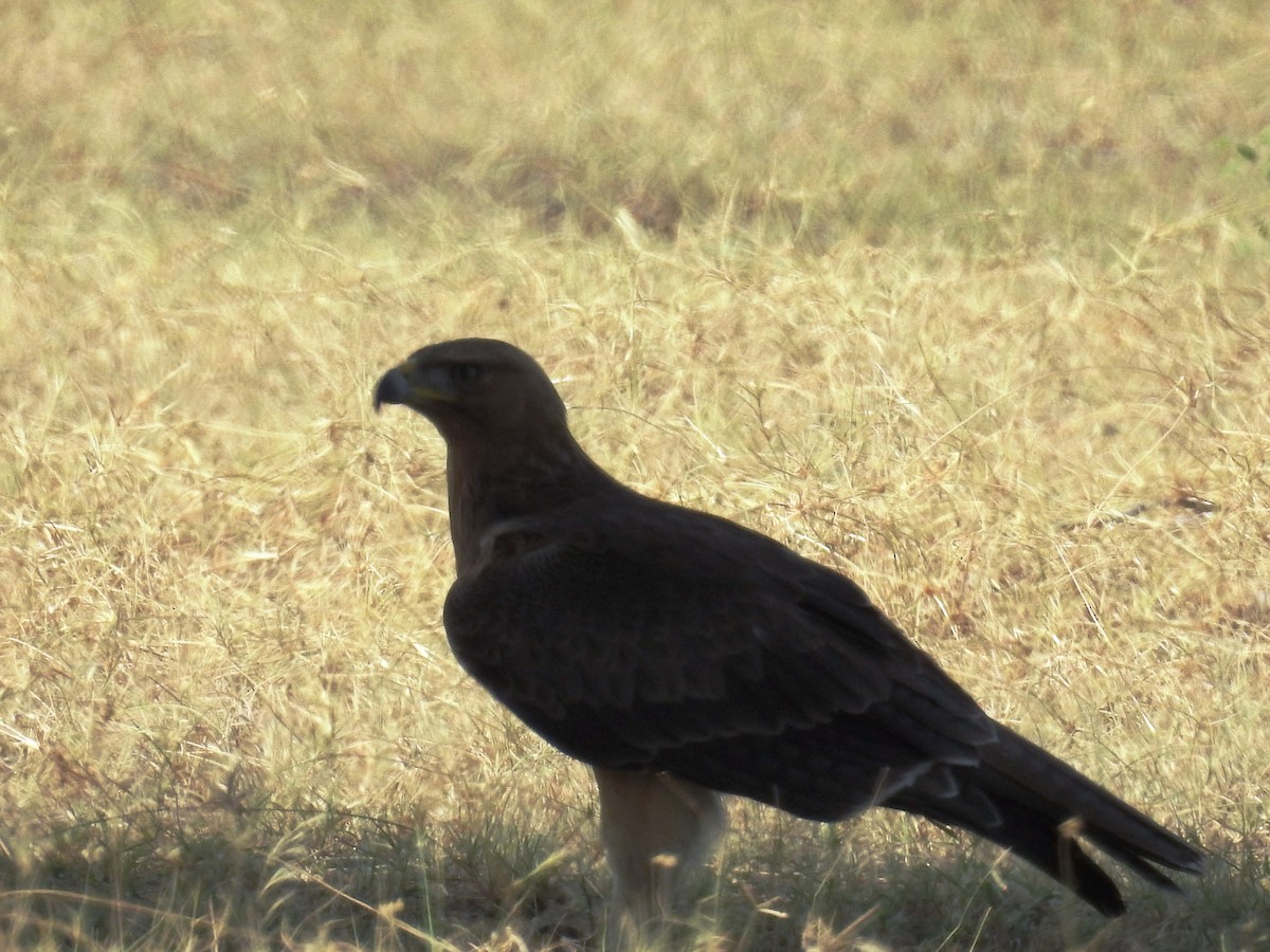 Bonelli's Eagle - ML183779321