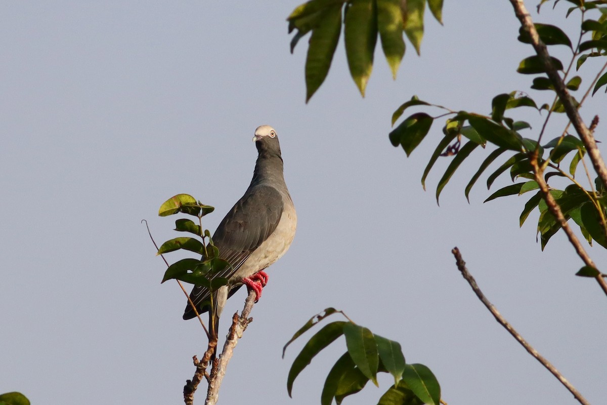 Pigeon à couronne blanche - ML183779911