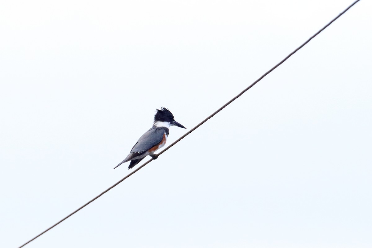 Belted Kingfisher - ML183780071