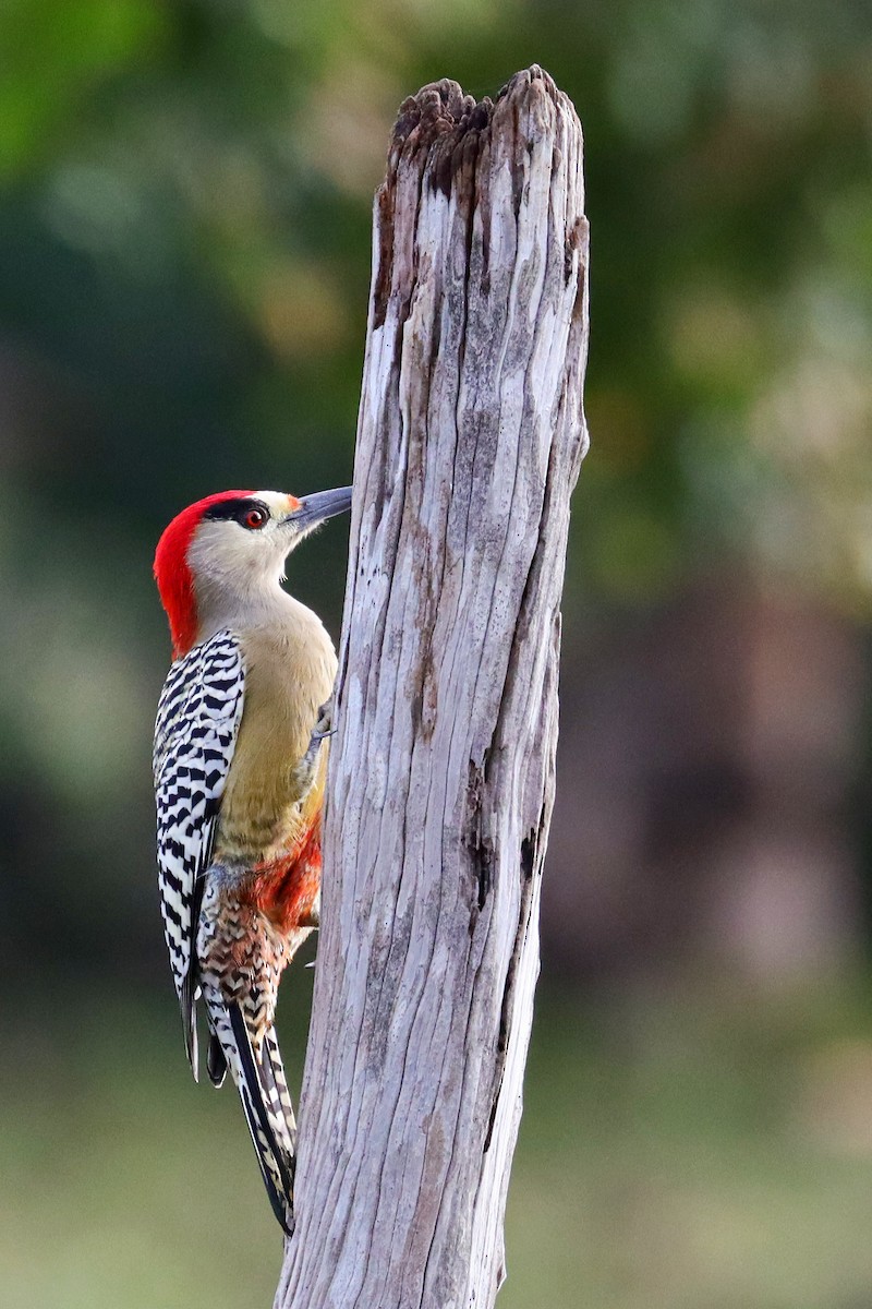 West Indian Woodpecker - ML183780091