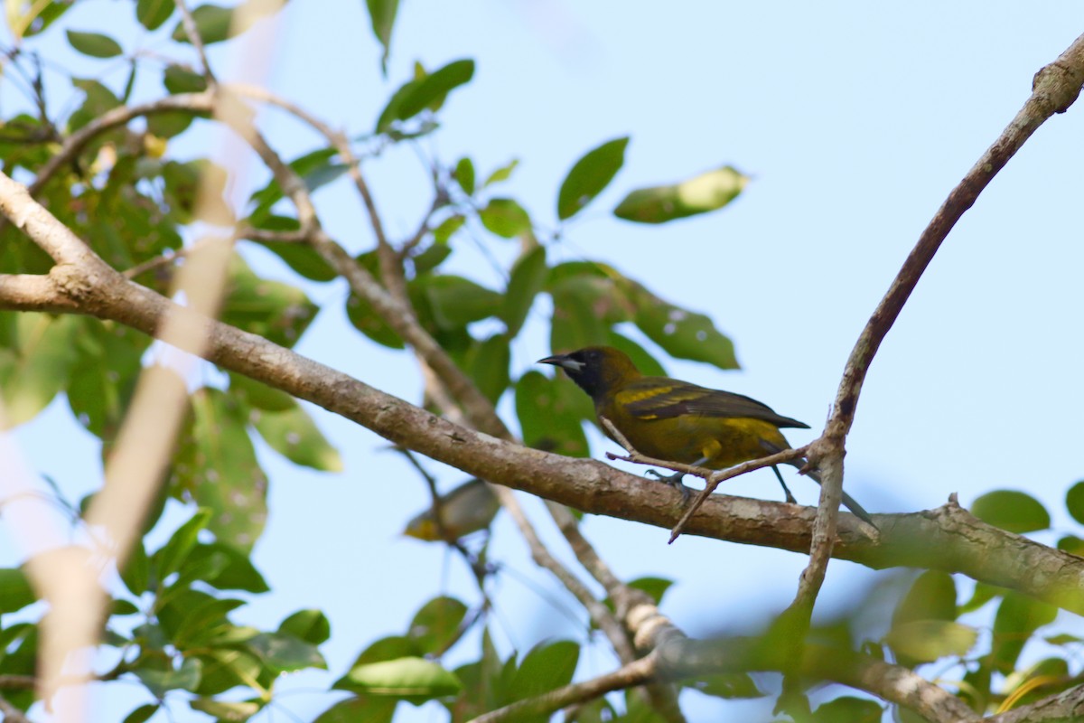 Cuban Oriole - ML183780271