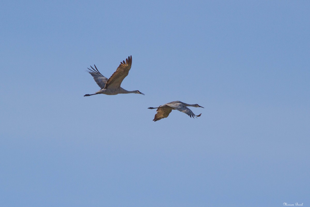 Sandhill Crane - Miriam Baril