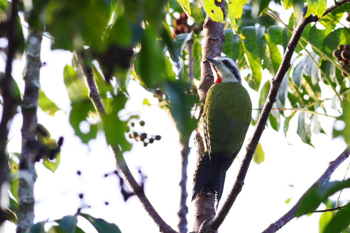 Cuban Green Woodpecker - ML183780781