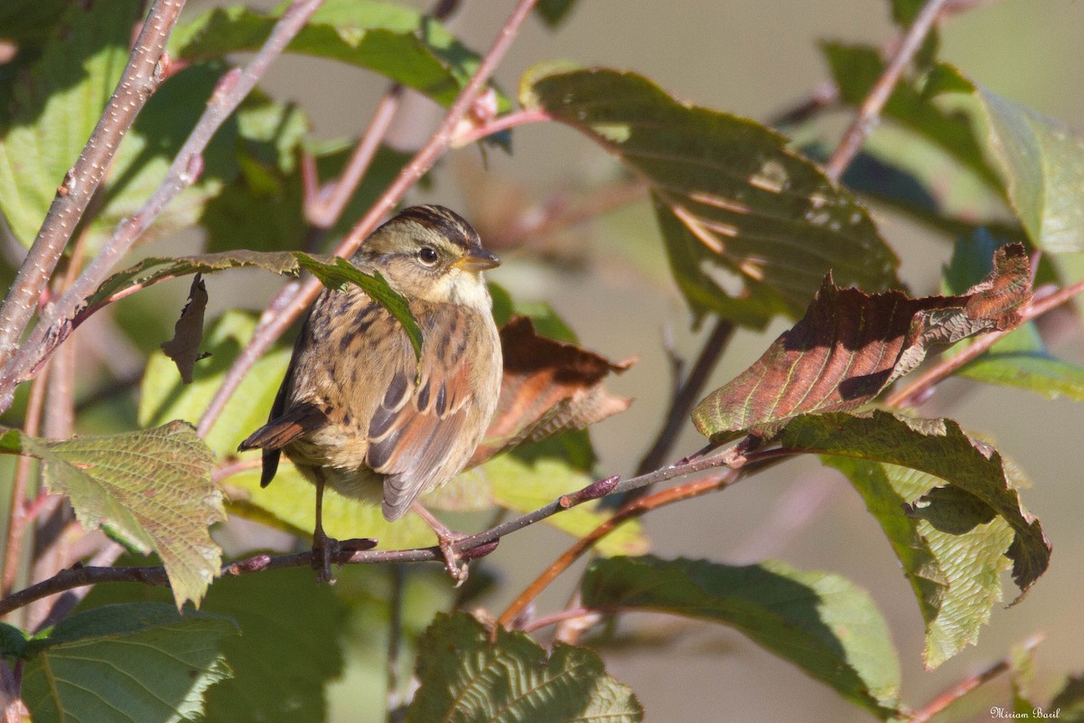 Swamp Sparrow - ML183780911