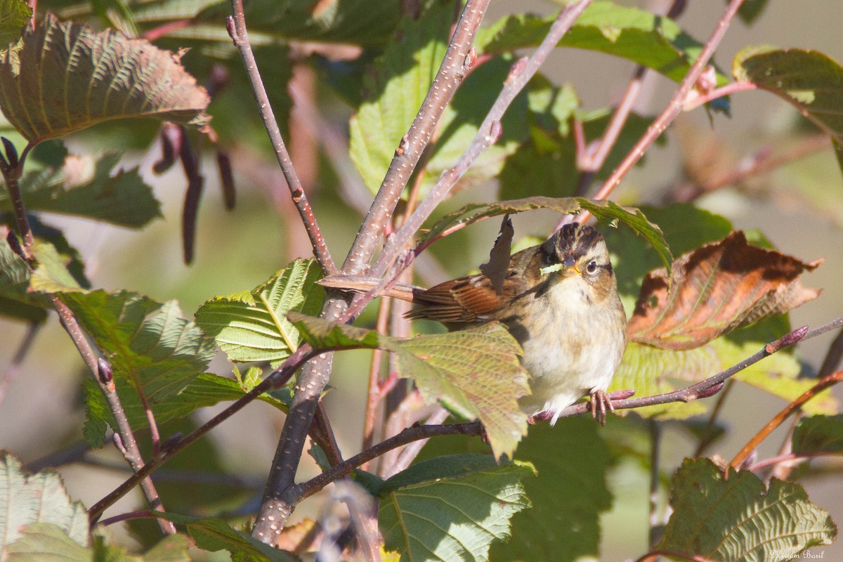 Swamp Sparrow - ML183781341