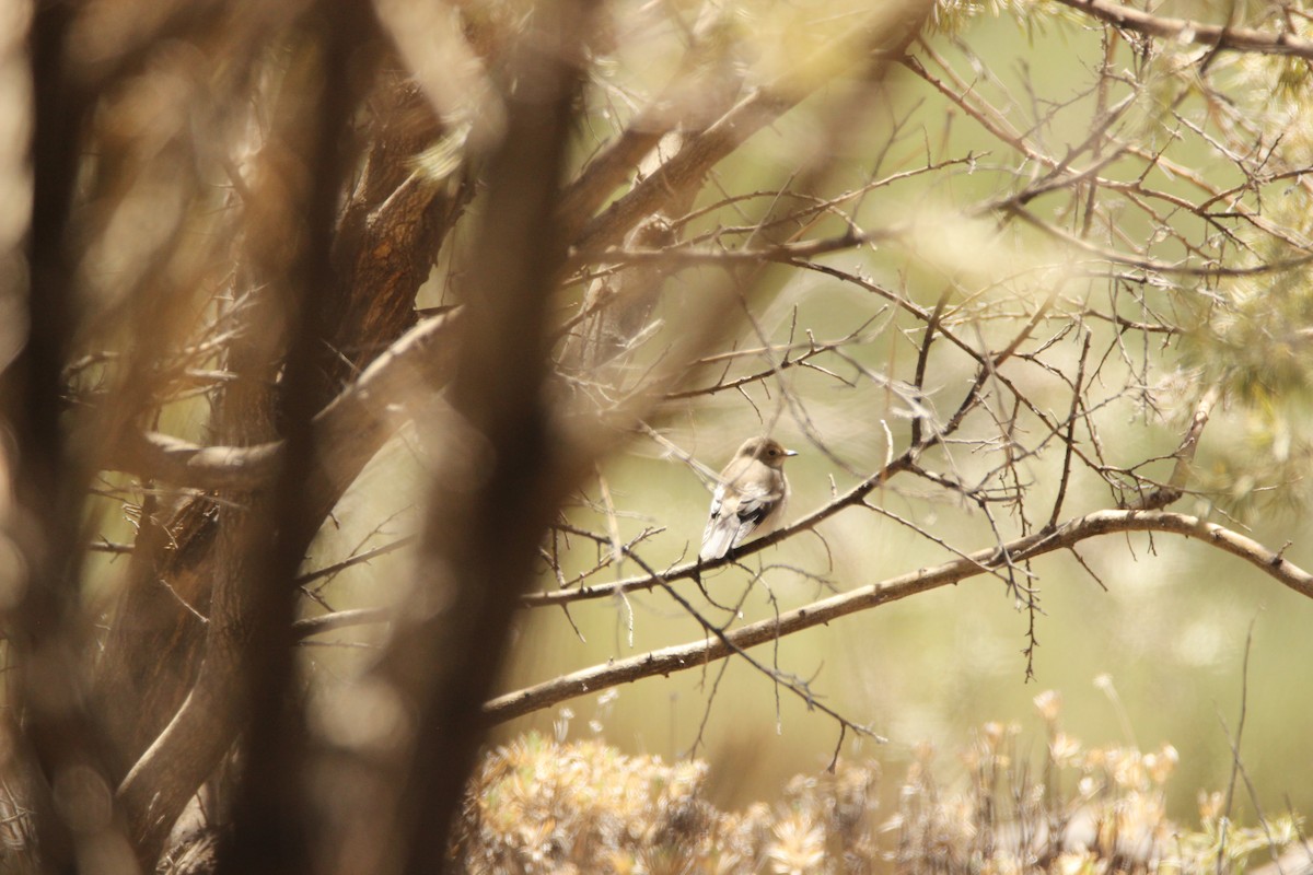 European Pied Flycatcher - ML183782951