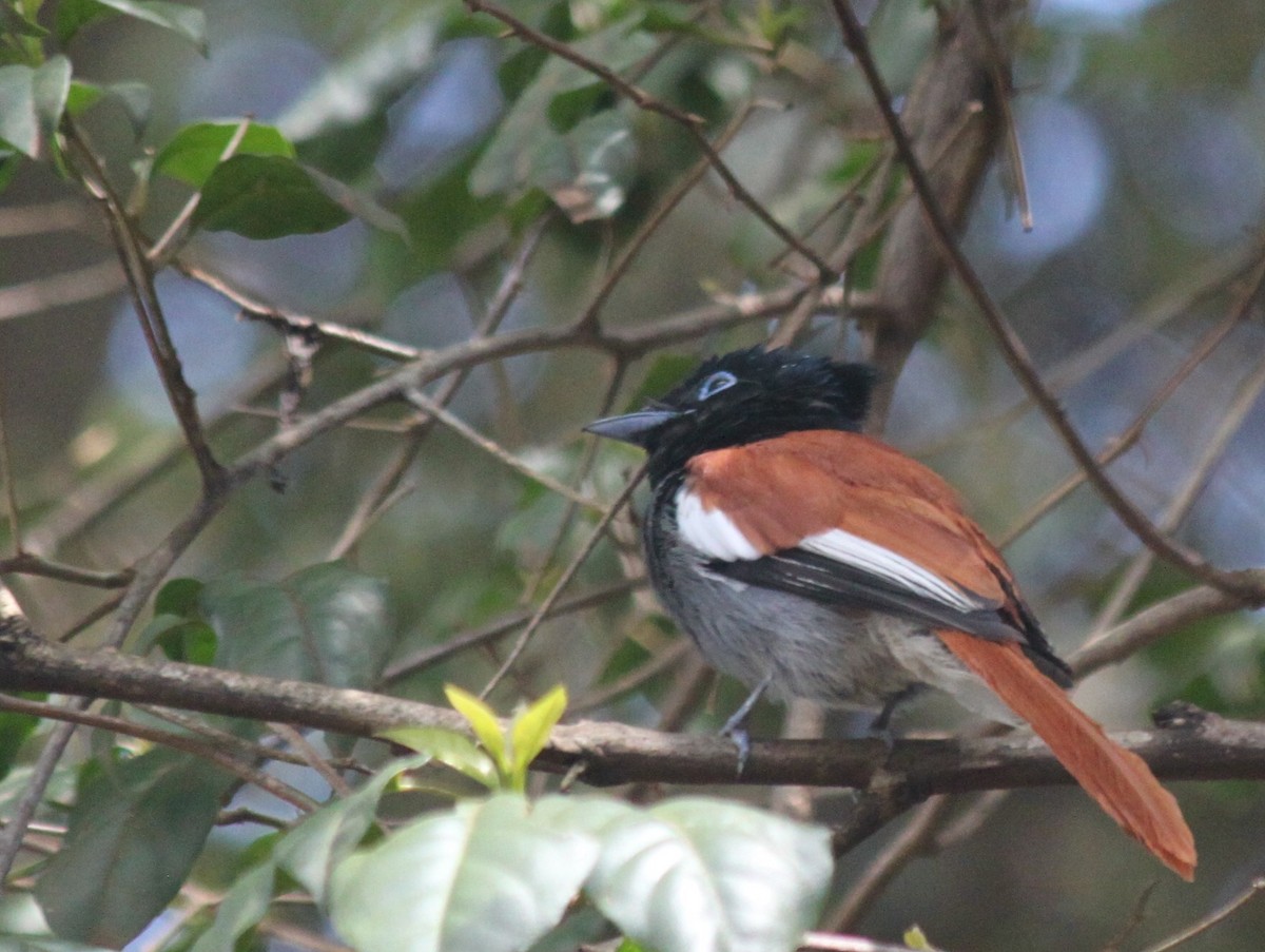 African Paradise-Flycatcher - ML183783151