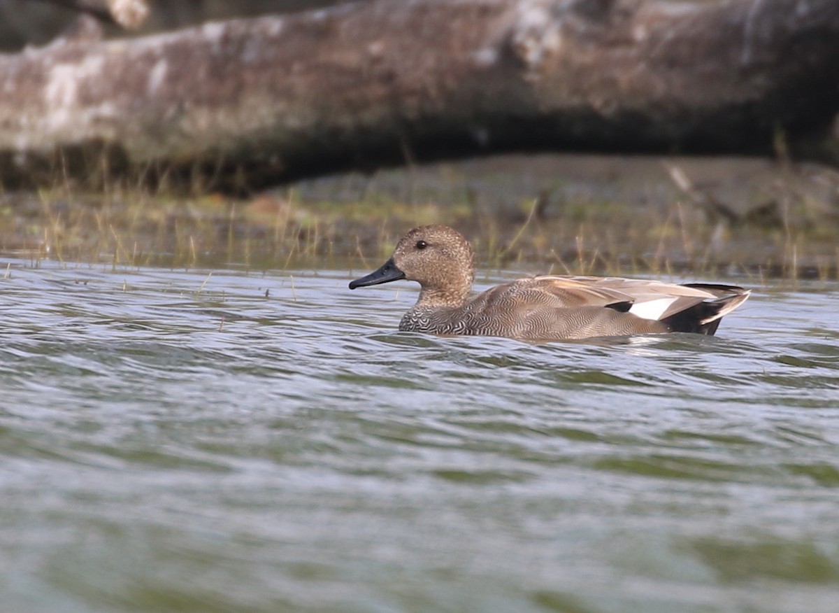 Gadwall - ML183784831