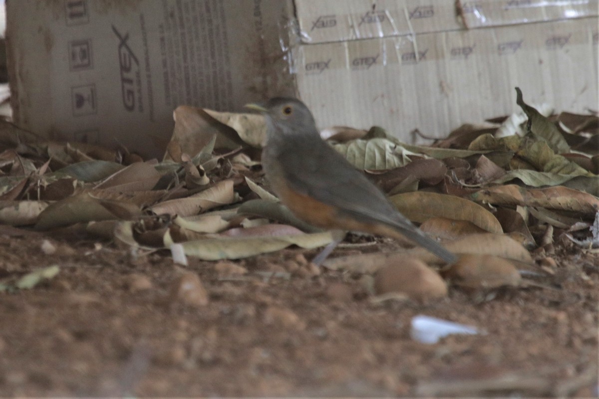 Rufous-bellied Thrush - ML183784941