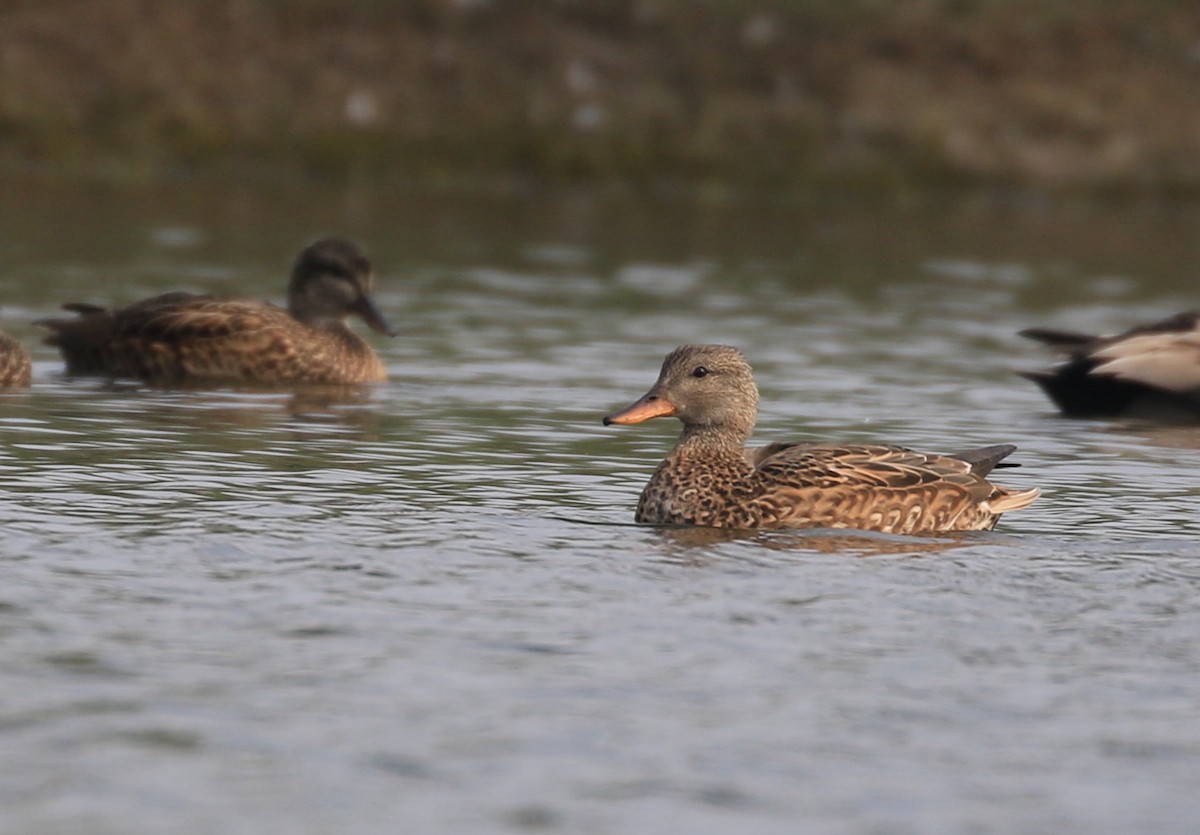 Gadwall - ML183784981