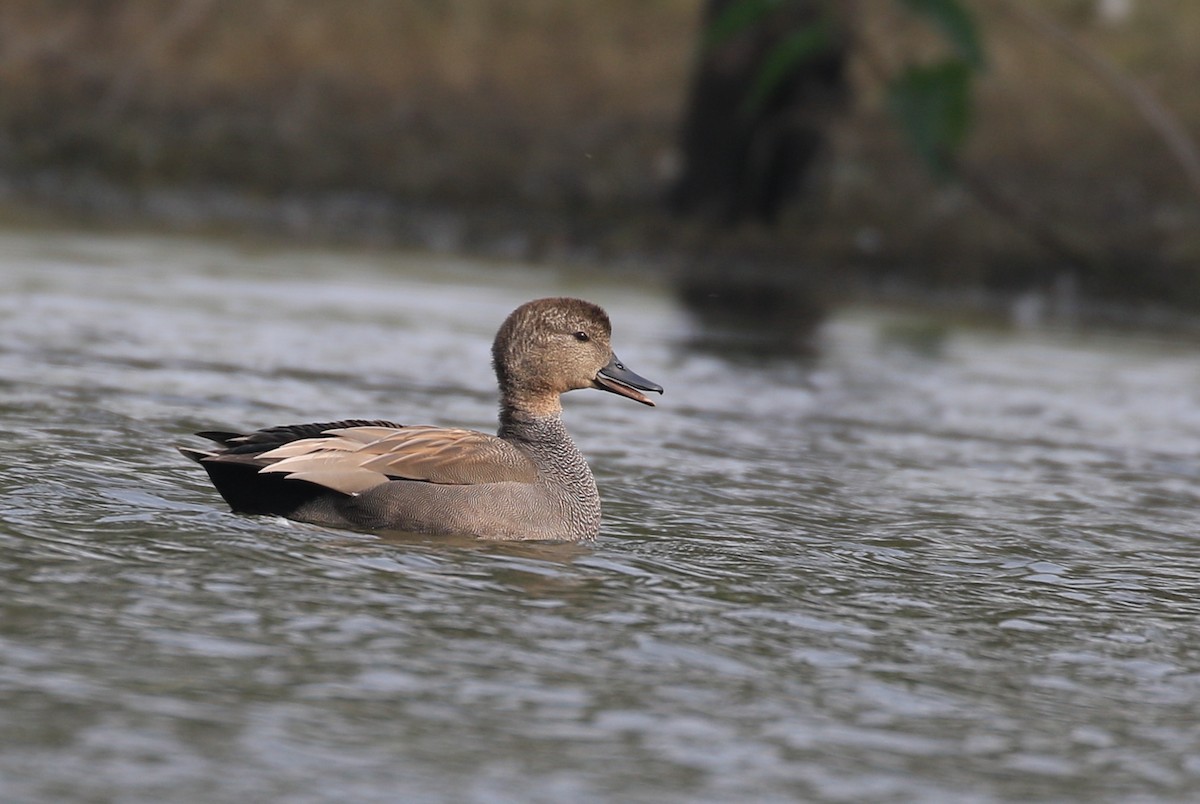 Gadwall - ML183785011