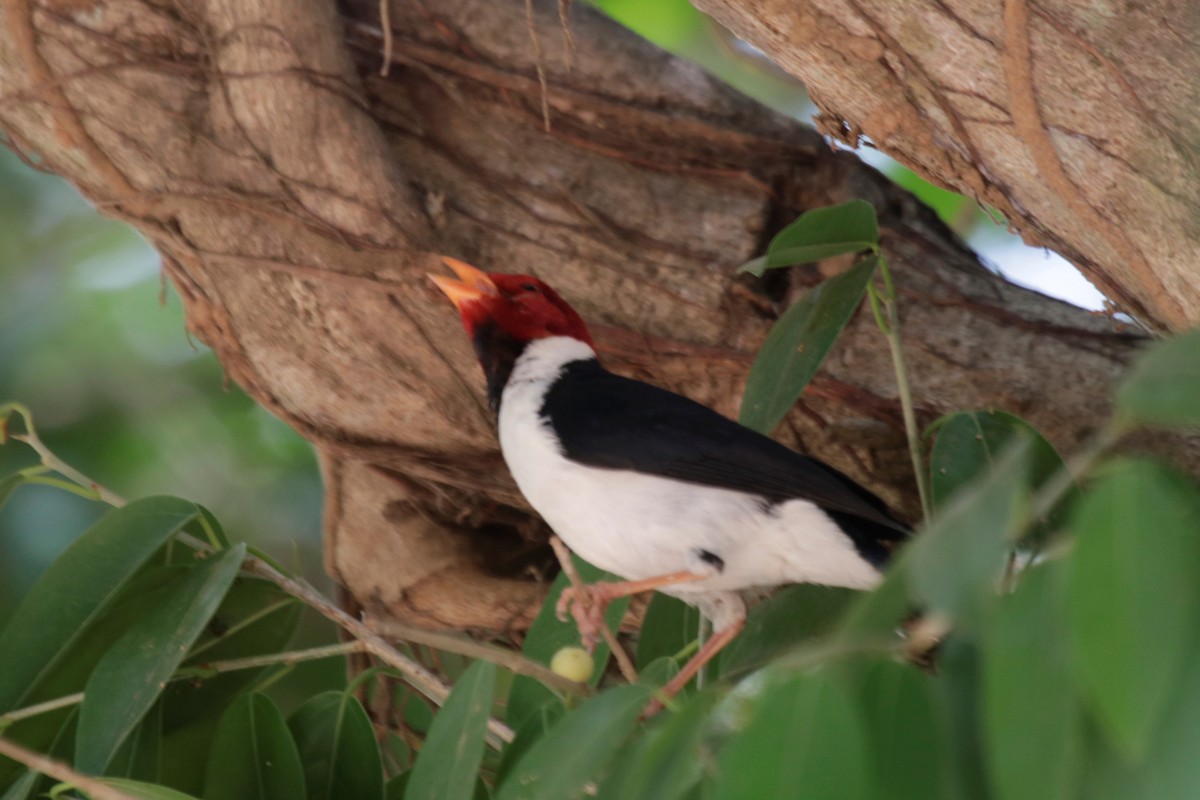 Yellow-billed Cardinal - ML183785041