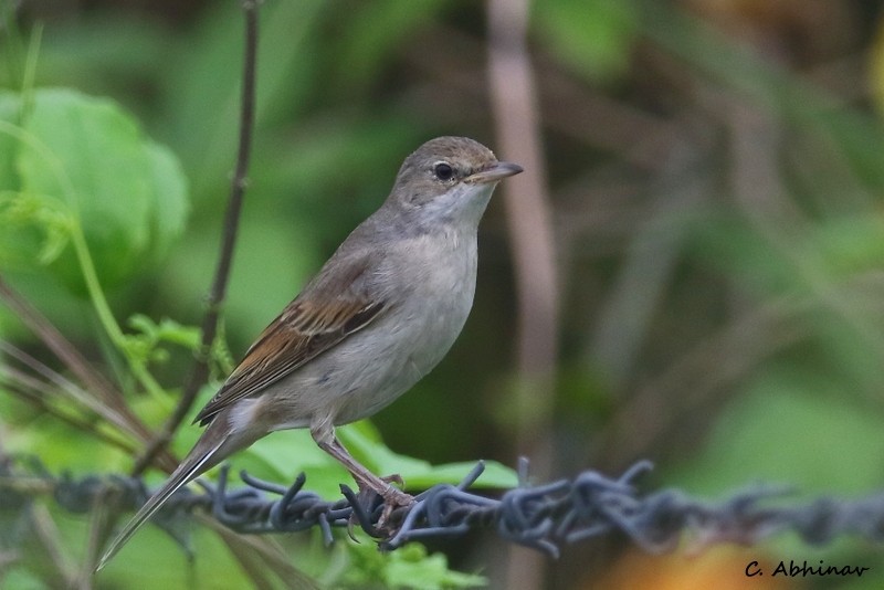 tornsanger - ML183785411