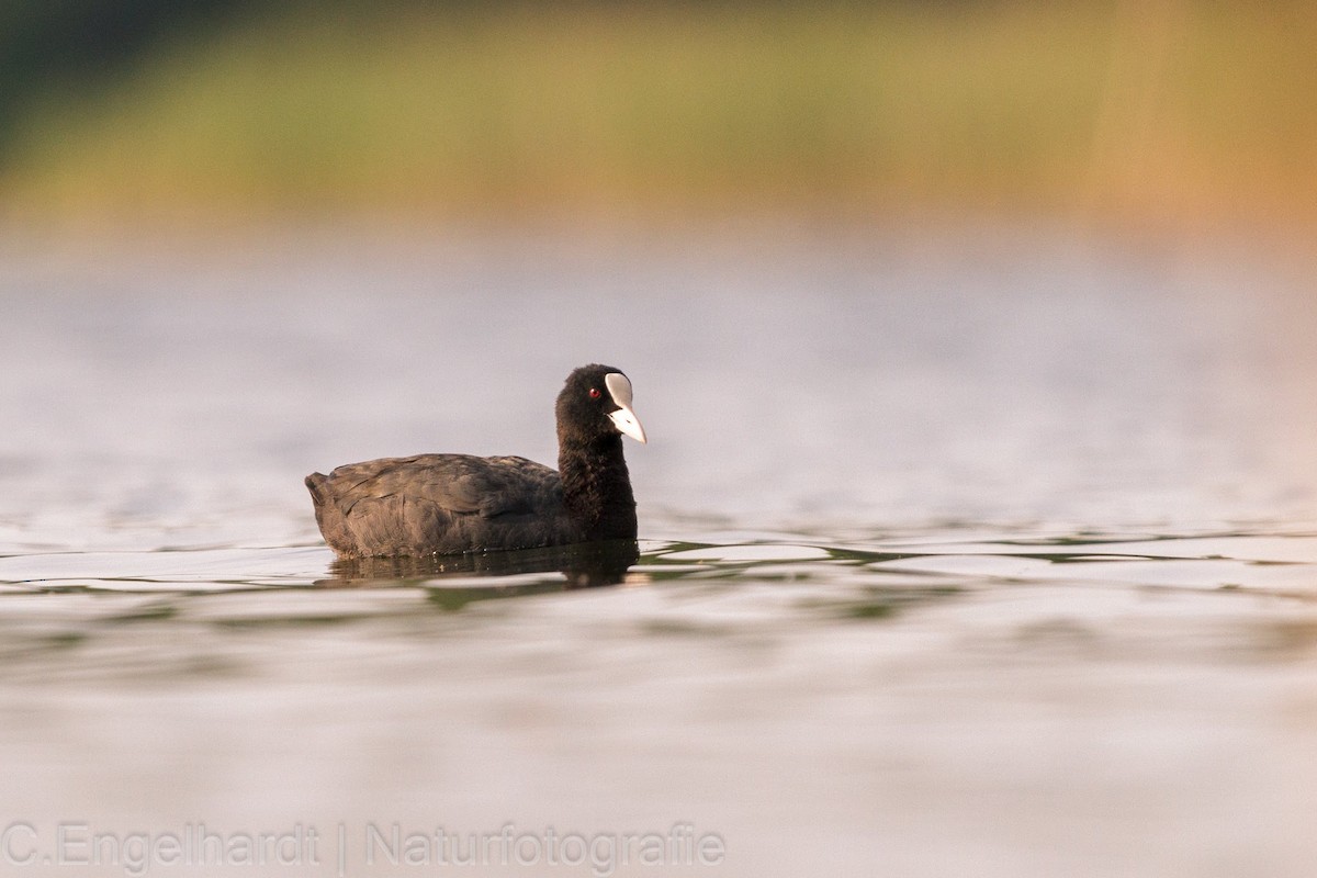 Eurasian Coot - Christopher Engelhardt